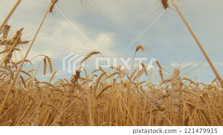 Golden Ears Ripe Wheat In Field. Wheat Harvesting Agribusiness Concept. Yellow Ears With Ripe Wheat Grains Slowly Sway In Wind. Golden Ears Ripe Wheat In Field. Wheat Harvesting Agribusiness Concept. Yellow Ears With Ripe Wheat Grains Slowly Sway In Wind. 121479915