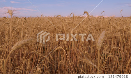 Beautiful Ripe Wheat Field Against Blue Sky. Ripe Wheat Grain Field On A Summer Sunny Day. Harvesting Golden Wheat. Beautiful Ripe Wheat Field Against Blue Sky. Ripe Wheat Grain Field On A Summer Sunny Day. Harvesting Golden Wheat. 121479918