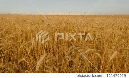 Ripe Golden Ears Of Wheat Or Rye. Process Of Growth Of Wheat Ears. Rural Agricultural Land Covered In Ripe Wheat Crops. 121479919