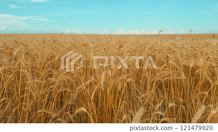 Ripe Wheat Ears Swaying In Wind In Agricultural Field. Showcasing Beauty And Tranquility Of Natural Landscape. Golden Wheat Field Over Blue Sky At Summer Day. 121479920