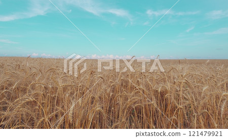 Growing Crop Concept. Ripe Golden Ripe Wheat In A Field On A Hot Summer Day. Harvesting Ripe Harvest Of Ripe Wheat. Beautiful Panorama Of Crops. Growing Crop Concept. Ripe Golden Ripe Wheat In A Field On A Hot Summer Day. Harvesting Ripe Harvest Of Ripe Wheat. Beautiful Panorama Of Crops. 121479921