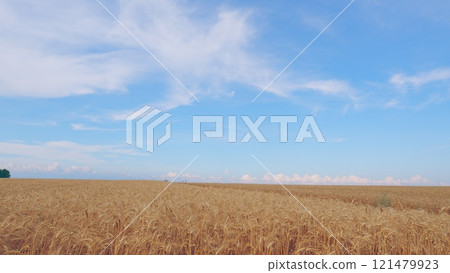 Ripe Wheat Ears - Prosperity And Wealth. Golden Wheat Ears Are Swaying By Wind. Growing Ripe Wheat In Agricultural Field At Summer Day. 121479923