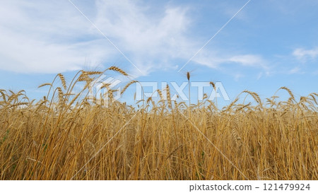 Golden Ears Of Wheat In A Field Against A Blue Sky With Clouds. Golden Ears Of Ripe Wheat Grains. Rural Landscape Of Wheat Field On Sunny Summer Day. 121479924