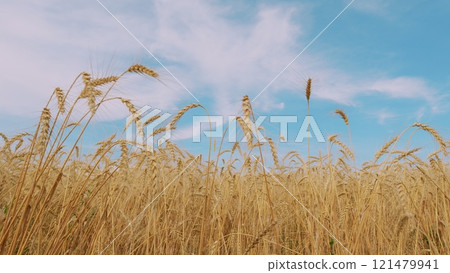 Windy Day In Wheat Field. Bountiful Field With Ripe Wheat Ready For Harvest. Golden Ears Of Ripe Wheat In Summer. Ripe Wheat Field Nature Scenery On Farm At Sunset. Windy Day In Wheat Field. Bountiful Field With Ripe Wheat Ready For Harvest. Golden Ears Of Ripe Wheat In Summer. Ripe Wheat Field Nature Scenery On Farm At Sunset. 121479941