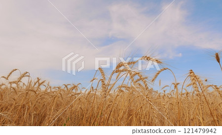 Picturesque View Of Lush Green Grass And Ripe Wheat Ears Gently Swaying In Wind. Wheat Ears On Light Wind At Sunny Day. Growing Cereals In Farmland. Picturesque View Of Lush Green Grass And Ripe Wheat Ears Gently Swaying In Wind. Wheat Ears On Light Wind At Sunny Day. Growing Cereals In Farmland. 121479942