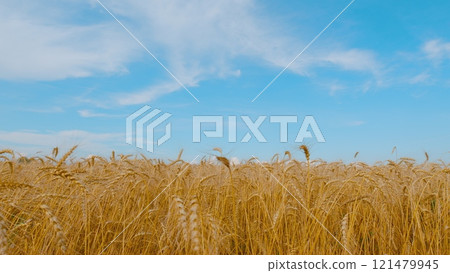 Agricultural Field With Growing Ripe Golden Wheat. Ripe Wheat Ears Swaying On Wind In Agricultural Field In Summer. Wheat Ears On Field In Summer. 121479945