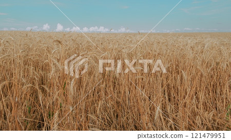Beautiful Golden Ripe Wheat Ears In Summer. Capture Of Yellow Agriculture Field With Ripe Wheat Against Blue Sky With Clouds Over It. Ripe Wheat Field. 121479951