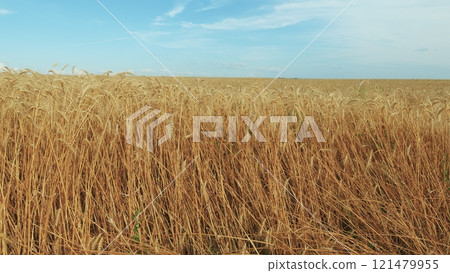 Agriculture Industry. Farmers Field. Harvest Festival. Yellow Wheat Stalks. Organic Wheat. Grain Is Ripe And Its Time To Harvest. Agriculture Industry. Farmers Field. Harvest Festival. Yellow Wheat Stalks. Organic Wheat. Grain Is Ripe And Its Time To Harvest. 121479955