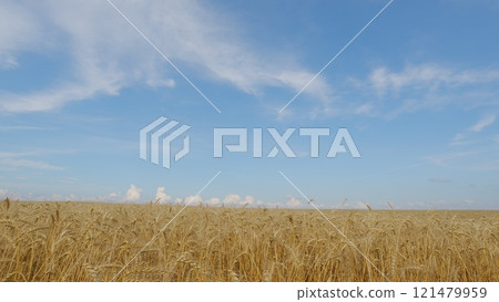 Agricultural Agrarian Field Of Industrial Cultivation. Wind Shakes Ear. Flying Over Ears Of Wheat Grains. Agricultural Landscape. 121479959