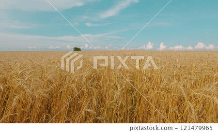 Huge Yellow Field Of Wheat In Idyllic Nature In Golden Rays Of Sunrise. Countryside Nature Summer Landscape With Amazing Sky. 121479965