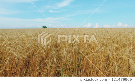 Cultivation And Harvesting Of Early Grain Crops. Yellow Ears With Ripe Wheat Grains Slowly Sway In Wind. Amazing Landscape. 121479969