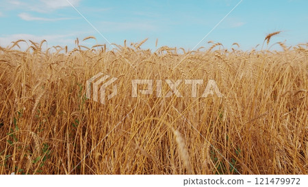 Golden Ears Ripe Wheat In Field. Wheat Harvesting Agribusiness Concept. Yellow Ears With Ripe Wheat Grains Slowly Sway In Wind. 121479972