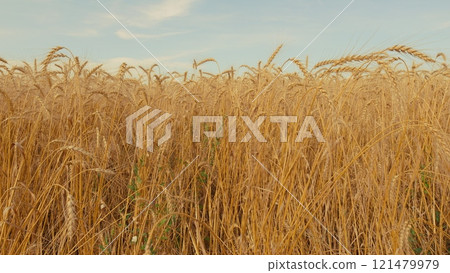 Beautiful Ripe Wheat Field Against Blue Sky. Ripe Wheat Grain Field On A Summer Sunny Day. Harvesting Golden Wheat. Beautiful Ripe Wheat Field Against Blue Sky. Ripe Wheat Grain Field On A Summer Sunny Day. Harvesting Golden Wheat. 121479979