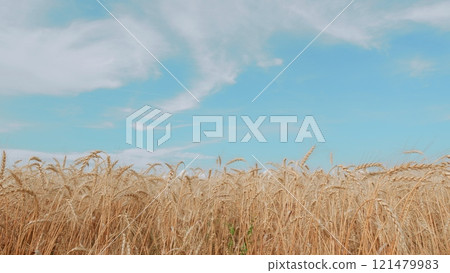 Growing Crop Concept. Ripe Golden Ripe Wheat In A Field On A Hot Summer Day. Harvesting Ripe Harvest Of Ripe Wheat. Beautiful Panorama Of Crops. 121479983