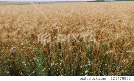 Golden Ears Of Ripe Wheat Against Background Of A Wheat Field. Ripe Golden Wheat Field At Sunset. Golden Ripe Ears Of Wheat On Nature In Summer Field At Sunset Rays Of Sunshine. 121479992