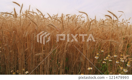Ripe Wheat Field And Sky Background. Harvest And Harvesting Concept. Blue Sky And Golden Fields. Field With Ears Of Ripe Wheat. Golden Field Of Ripe Wheat. Ripe Wheat Field And Sky Background. Harvest And Harvesting Concept. Blue Sky And Golden Fields. Field With Ears Of Ripe Wheat. Golden Field Of Ripe Wheat. 121479993