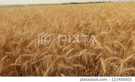 Fertile Soil. Agriculture Farm Healthy Food Concept. Ears Of Ripe Wheat Sway In Wind At Sunset. Agricultural Field Of Golden Ripe Wheat Ears. Fertile Soil. Agriculture Farm Healthy Food Concept. Ears Of Ripe Wheat Sway In Wind At Sunset. Agricultural Field Of Golden Ripe Wheat Ears. 121480003