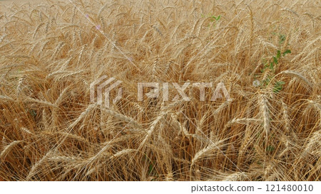 Pre-Harvest. Field Of Ripe Wheat Ready For Harvest Against A Blue Sky. Beautiful Ripe Wheat In Plain. Golden Ripe Wheat Field. Agricultural Background. 121480010