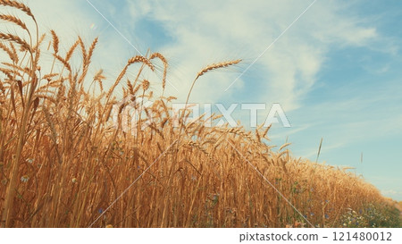 Agricultural Field With Growing Ripe Golden Wheat. Ripe Wheat Ears Swaying On Wind In Agricultural Field In Summer. Wheat Ears On Field In Summer. 121480012
