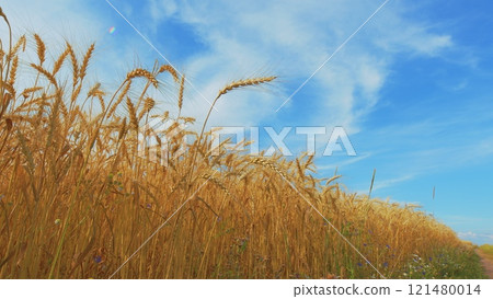Agro-Cultural Business. Field Of Gold Ripe Wheat Swaying In Wind. Agricultural Field Of Gold Ripe Wheat Against Blue Sky. Ripe Wheat In Rays Of Warm Setting Sun. 121480014
