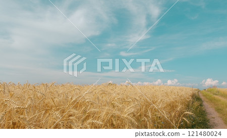 Beautiful Large Wheat Field. Depicting Grain Crop Growth. Organic Wheat Field Sunlight. Healthy Ripe Spikelets At Summer Evening. 121480024