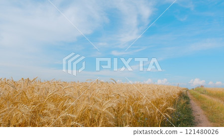 Farmland Sunset Nature Landscape Agriculture. Nature Landscape. Concept Of Food Security. Growing Cereals. Harvesting And Agribusiness. 121480026
