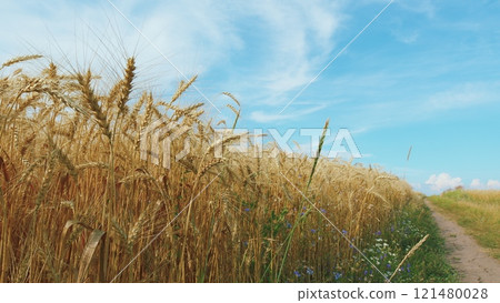 Agricultural Agrarian Field Of Industrial Cultivation. Wind Shakes Ear. Flying Over Ears Of Wheat Grains. Agricultural Landscape. 121480028