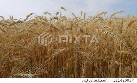 Cultivation And Harvesting Of Early Grain Crops. Yellow Ears With Ripe Wheat Grains Slowly Sway In Wind. Amazing Landscape. 121480037