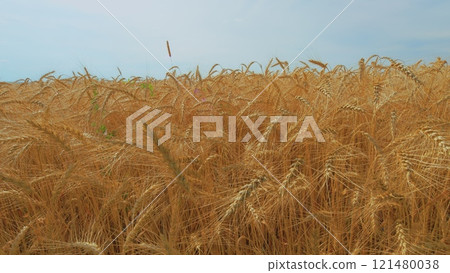 Wheat Field On Summer Day. Ripe Wheat In Field. Natural Golden Wheat Field. Morning Sunrise Shine Through Ripe Wheat Ears. Wheat Field On Summer Day. Ripe Wheat In Field. Natural Golden Wheat Field. Morning Sunrise Shine Through Ripe Wheat Ears. 121480038