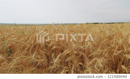 Golden Ears Ripe Wheat In Field. Wheat Harvesting Agribusiness Concept. Yellow Ears With Ripe Wheat Grains Slowly Sway In Wind. Golden Ears Ripe Wheat In Field. Wheat Harvesting Agribusiness Concept. Yellow Ears With Ripe Wheat Grains Slowly Sway In Wind. 121480040