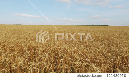 Spikelets Of Wheat With Grain Are Shaken By Wind. Golden Fields With Ripe Wheat Stalk. Agricultural Wheat Field. Farming Ecological Nature Wheat Germ Concept. 121480058