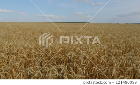 Fertile Soil. Agriculture Farm Healthy Food Concept. Ears Of Ripe Wheat Sway In Wind At Sunset. Agricultural Field Of Golden Ripe Wheat Ears. 121480059