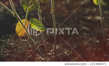 Business Farming Concept. Lifestyle Large Green Field Of Soybean Sprouts Under Sky. Young Sprout Growing Fresh. Business Farming Concept. Lifestyle Large Green Field Of Soybean Sprouts Under Sky. Young Sprout Growing Fresh. 121480071