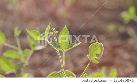 Glycine Max Or Soybean. Agricultural Landscape. Organic Farming. Soybean Bloom At Sunset. Green Soybean Plants On Soy Bean Cultivated Field. 121480076