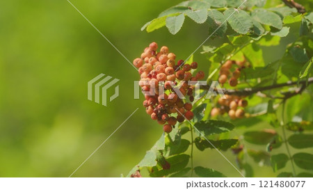Rowan Tree Filled With Bunches Of Bright Red Berries. Red Rowan Berries Growing On A Tree Branches. 121480077