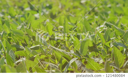 Soybean Field Ripening At Spring Season. Growing Soybeans. Agricultural Landscape. Soybeans In A Field At Sunset. Soybean Field Ripening At Spring Season. Growing Soybeans. Agricultural Landscape. Soybeans In A Field At Sunset. 121480084