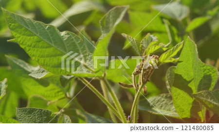 Field Of Green Soybeans. Soybean Pods On Plant. Agricultural Soy Plantation Background. Green Cultivated Soy Bean Plants In Field. Field Of Green Soybeans. Soybean Pods On Plant. Agricultural Soy Plantation Background. Green Cultivated Soy Bean Plants In Field. 121480085