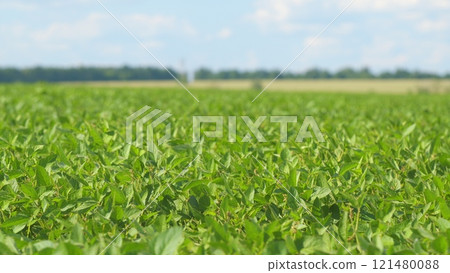 Soybean Field At Diffused Light. Agricultural Business Concept. Lush Green Soybean Growth. Beautiful Plant Sprouts On Field. Soybean Field At Diffused Light. Agricultural Business Concept. Lush Green Soybean Growth. Beautiful Plant Sprouts On Field. 121480088