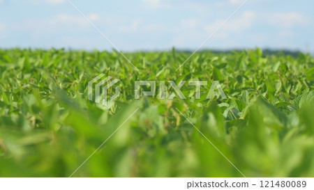 Field Showcasing Healthy Soybean Leaves. Agricultural Landscape. Business Farming Concept. Beautiful Soybean Field. Field Showcasing Healthy Soybean Leaves. Agricultural Landscape. Business Farming Concept. Beautiful Soybean Field. 121480089
