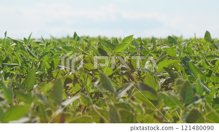 Business Farming Concept. Lifestyle Large Green Field Of Soybean Sprouts Under Sky. Young Sprout Growing Fresh. Business Farming Concept. Lifestyle Large Green Field Of Soybean Sprouts Under Sky. Young Sprout Growing Fresh. 121480090