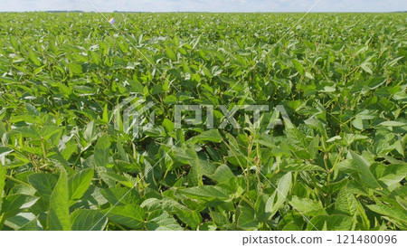 Business Farming Concept. Lifestyle Large Green Field Of Soybean Sprouts Under Sky. Young Sprout Growing Fresh. Business Farming Concept. Lifestyle Large Green Field Of Soybean Sprouts Under Sky. Young Sprout Growing Fresh. 121480096