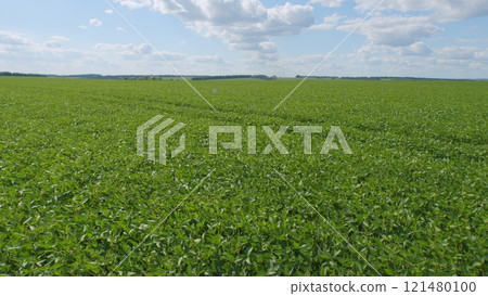 Cultivated Soybean Field Ripening At Summer Season. Seedling Are Growing In Soil With Backdrop Of Sunlight. Green Fields In Summer. Cultivated Soybean Field Ripening At Summer Season. Seedling Are Growing In Soil With Backdrop Of Sunlight. Green Fields In Summer. 121480100