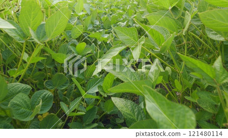 Crops Of Soy Bean Plants. Soybean Plants In Wind Slow Motion. Green Cultivated Soybean Plants In Field Are Swaying In Wind. Crops Of Soy Bean Plants. Soybean Plants In Wind Slow Motion. Green Cultivated Soybean Plants In Field Are Swaying In Wind. 121480114