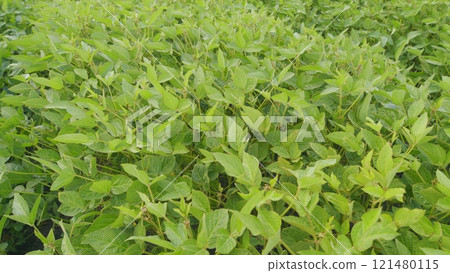 Eco-Friendly Soybean Farming. Agricultural Soybean Field At Industrial Farm. Green Ripening Soybean Field. Beautiful Soybean Farm. Eco-Friendly Soybean Farming. Agricultural Soybean Field At Industrial Farm. Green Ripening Soybean Field. Beautiful Soybean Farm. 121480115