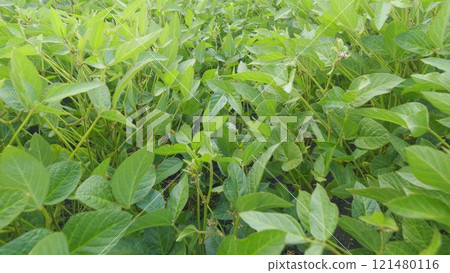 Business Agriculture Concept. Soybean Soy Field. Bio Lifestyle Farm. Soybean Cultivation. Agricultural Scene. Business Agriculture Concept. Soybean Soy Field. Bio Lifestyle Farm. Soybean Cultivation. Agricultural Scene. 121480116