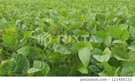 Agricultural Soy Plantation Background. Blooming Soybeans In Field In Spring. Green Soybean Field At Agricultural Farm. Agricultural Soy Plantation Background. Blooming Soybeans In Field In Spring. Green Soybean Field At Agricultural Farm. 121480133