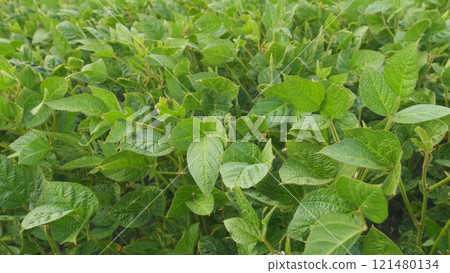 Green Soybeans In A Farmers Field. Soybean A Plantation. Glycine Max. Growing Crops. Field Soybeans In Early Autumn. Green Soybeans In A Farmers Field. Soybean A Plantation. Glycine Max. Growing Crops. Field Soybeans In Early Autumn. 121480134