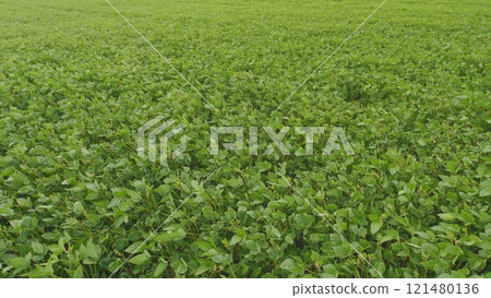Ecological Planet Protection Concept. Young Soy Plants. Green Soybean Field. Sustainable Soybean Field. Ecological Planet Protection Concept. Young Soy Plants. Green Soybean Field. Sustainable Soybean Field. 121480136