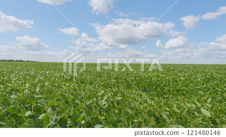Soybean Field Ripening At Spring Season. Green Soybean Sprouts Growing On A Large Field. Agrarian Business. 121480146