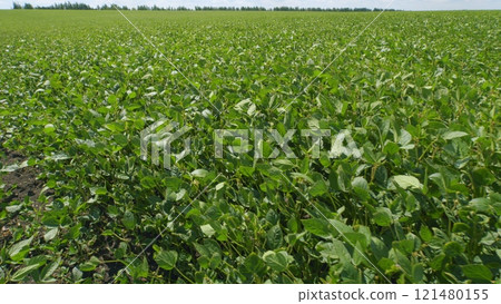 Agricultural Soy Plantation Background. Blooming Soybeans In Field In Spring. Green Soybean Field At Agricultural Farm. Agricultural Soy Plantation Background. Blooming Soybeans In Field In Spring. Green Soybean Field At Agricultural Farm. 121480155